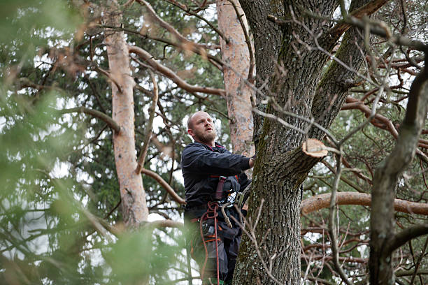 Reliable Lubbock, TX Tree Care Solutions